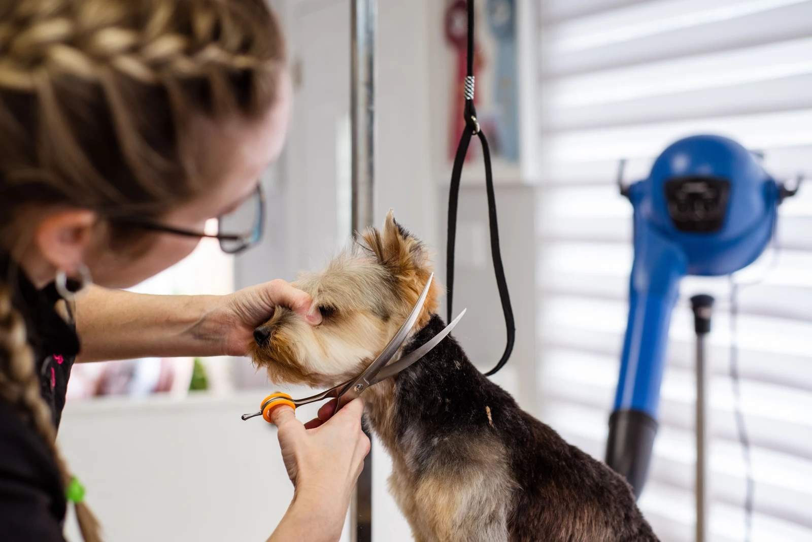 A professional groomer carefully trims a small dog’s fur at a pet grooming salon; illustrative pet-care context, not a Meitar Oceania operation.